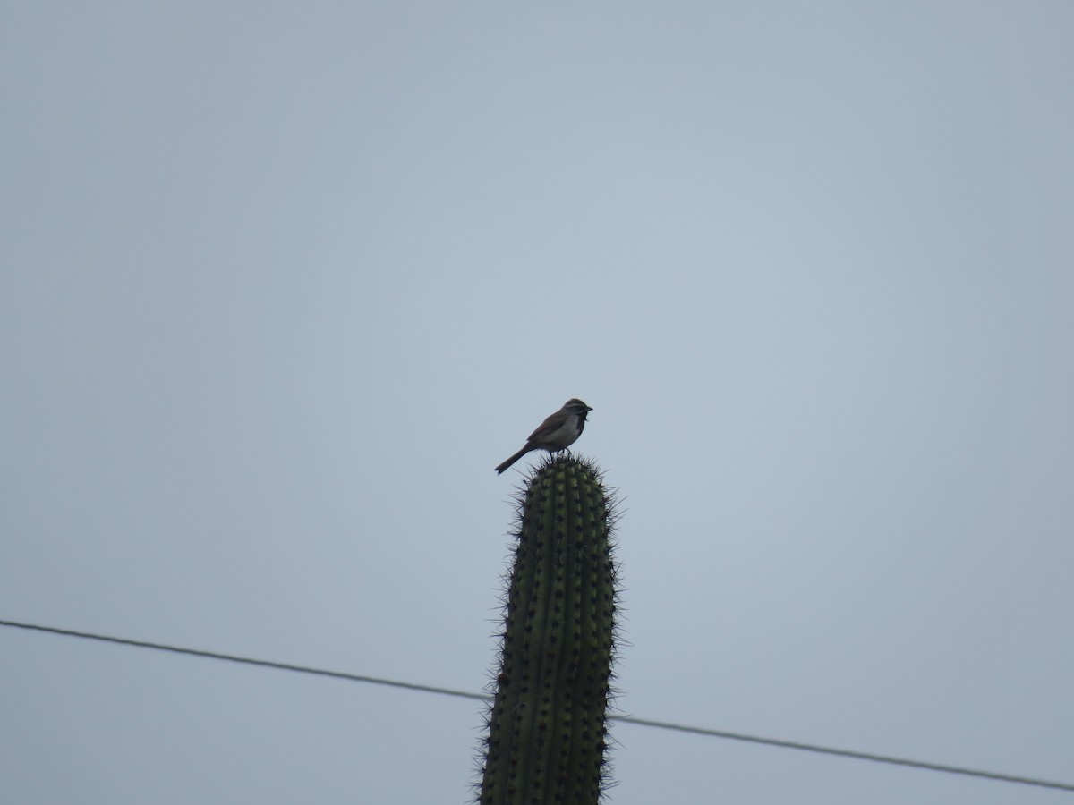 Black-throated Sparrow - Brian Hofstetter