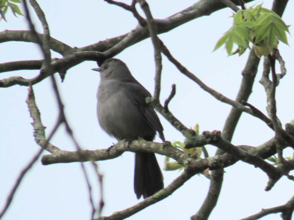 Gray Catbird - ML618261764