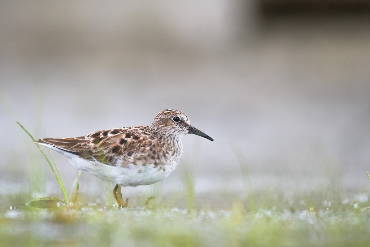 Least Sandpiper - Ian Hearn