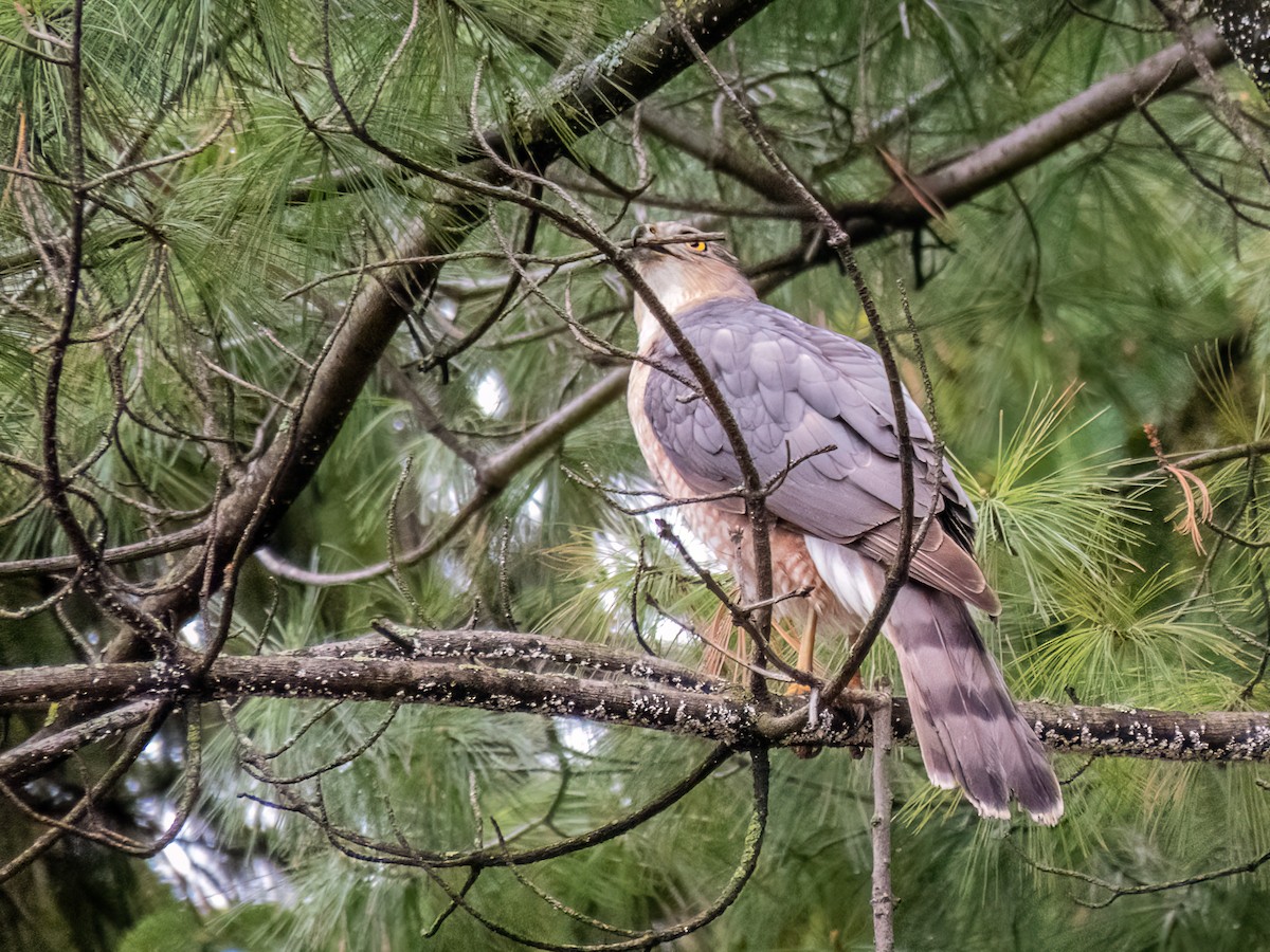 Cooper's Hawk - Danielle  A