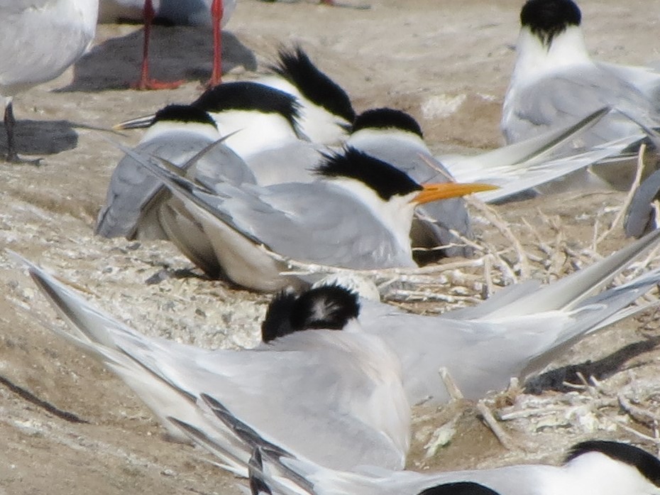 Elegant Tern - Oriol Miquel
