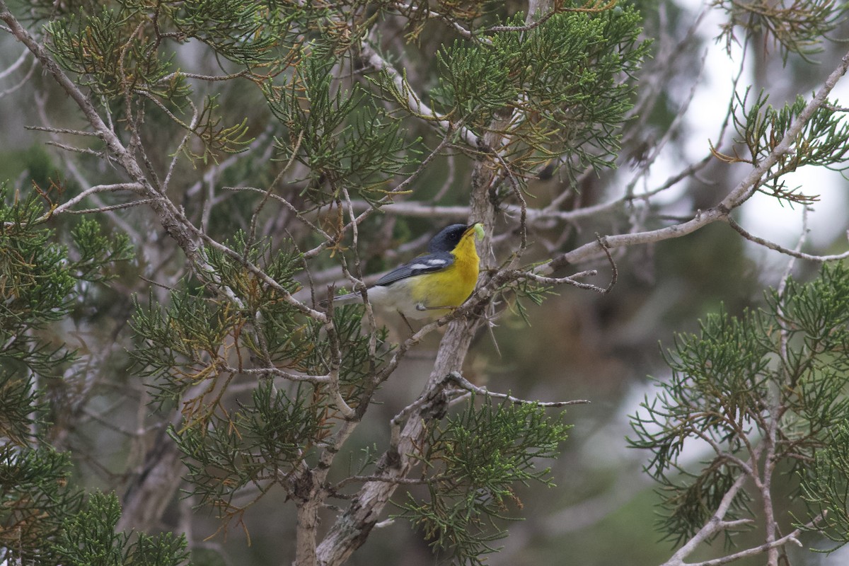 Parula Pitiayumí - ML618261806