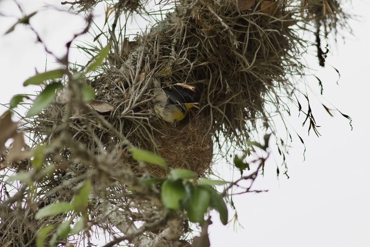 Tropical Parula - ML618261807