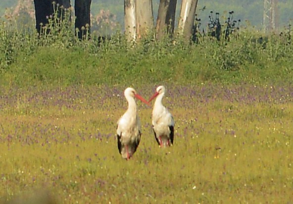 White Stork - ML618261818