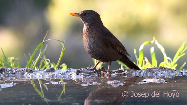 Eurasian Blackbird - ML618261823