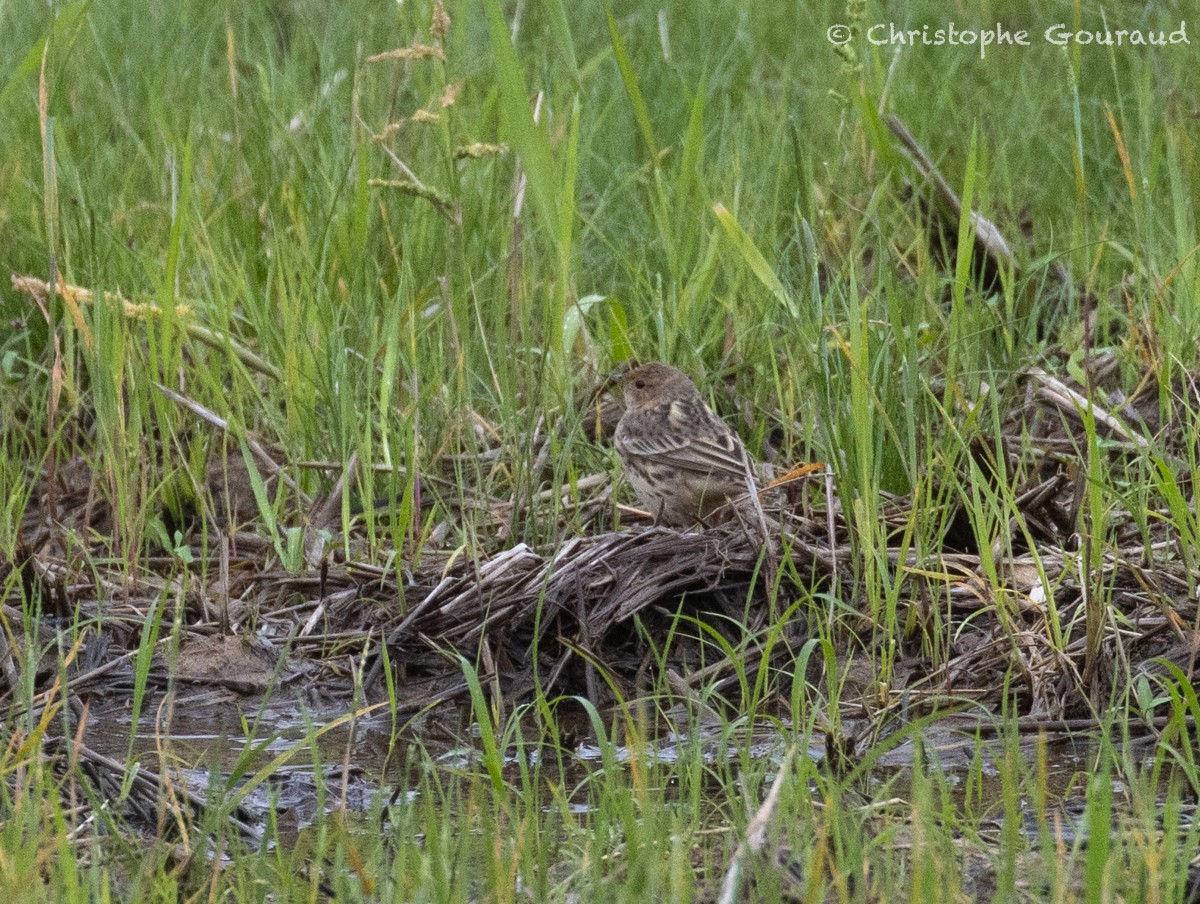 Red-throated Pipit - Christophe Gouraud