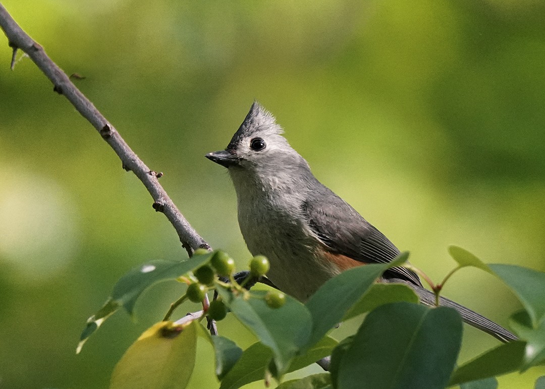 Tufted Titmouse - Beth Khalifa