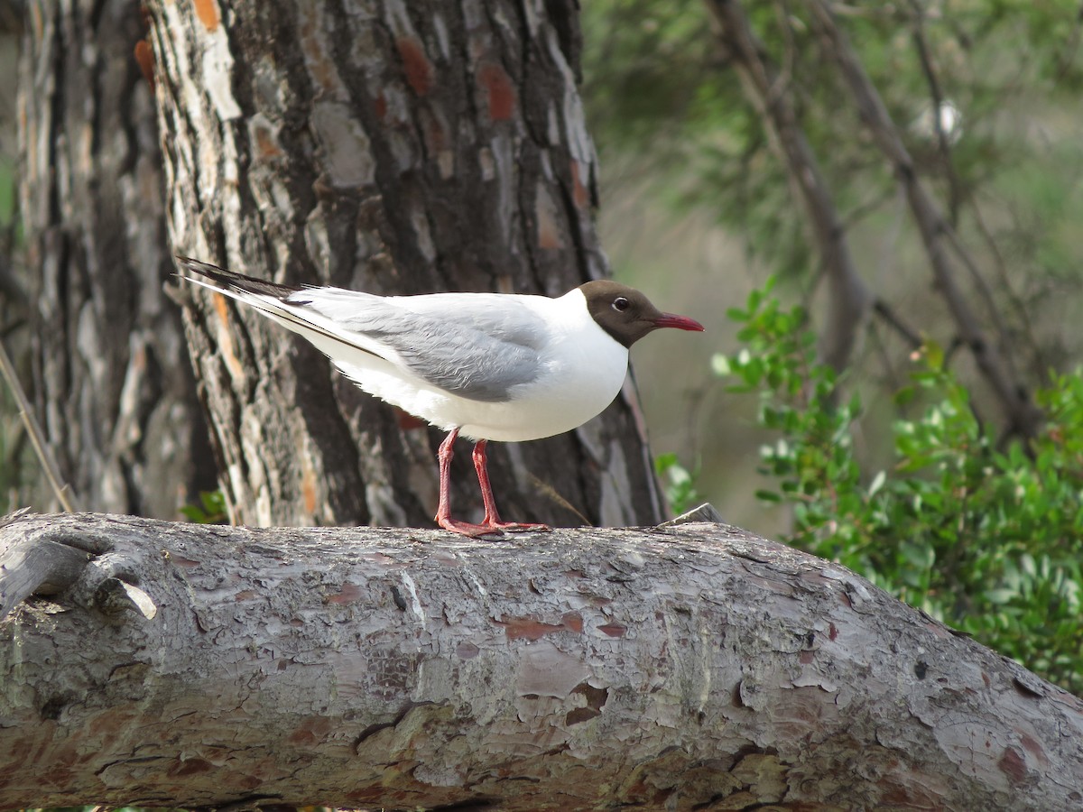 Black-headed Gull - ML618261875