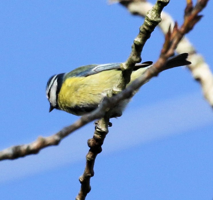 Eurasian Blue Tit - Kernan Bell