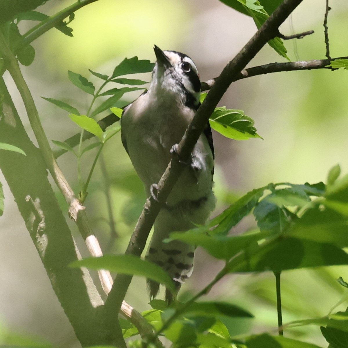 Downy Woodpecker - Kathy Richardson