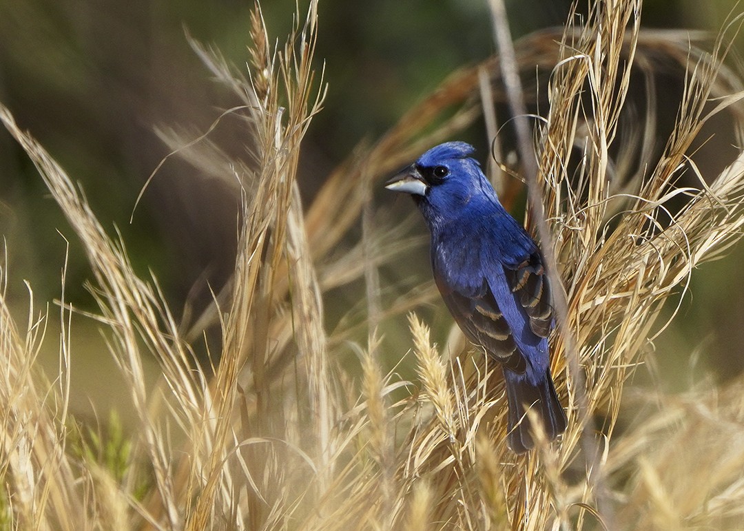 Blue Grosbeak - ML618261920