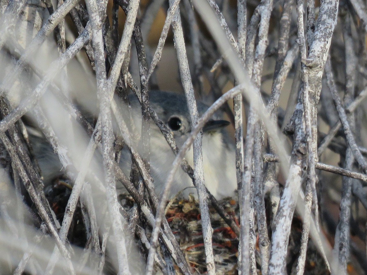 Black-tailed Gnatcatcher - Brian Hofstetter