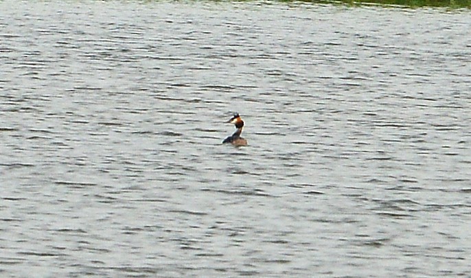 Great Crested Grebe - Bill Telfair