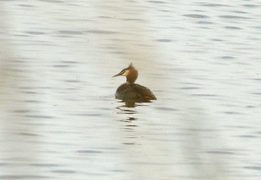 Great Crested Grebe - Bill Telfair