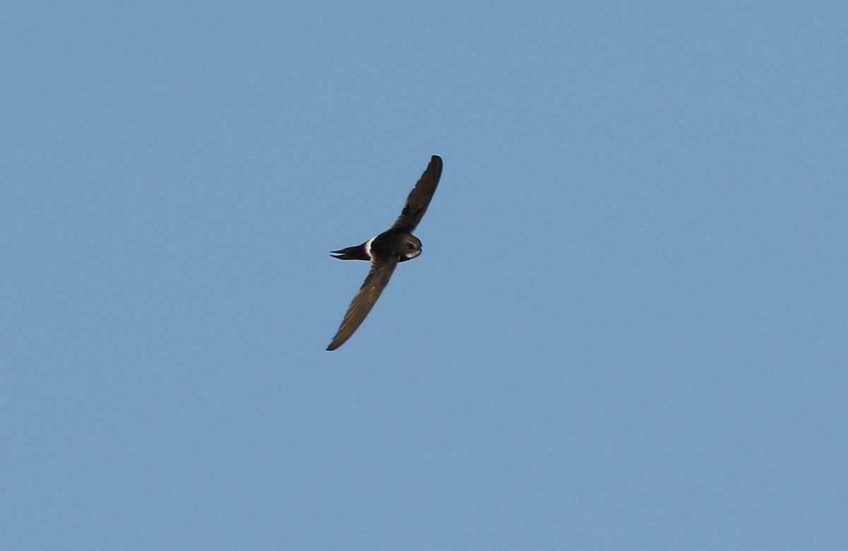 White-rumped Swift - Paul Lenrumé