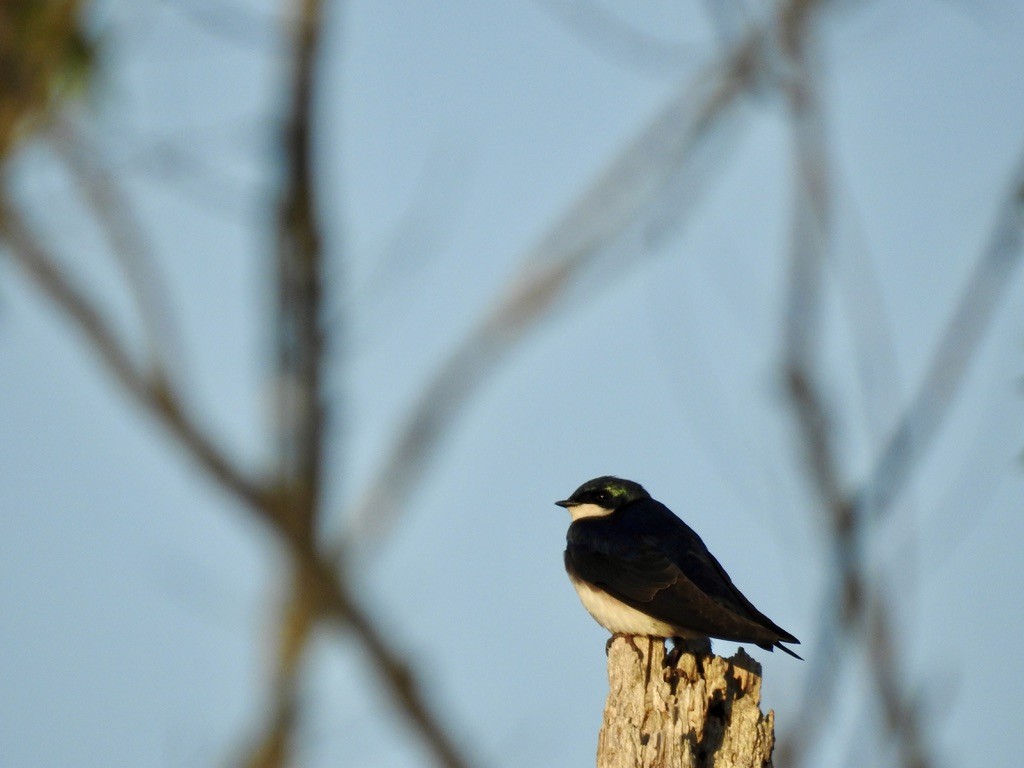 Tree Swallow - ML618261946