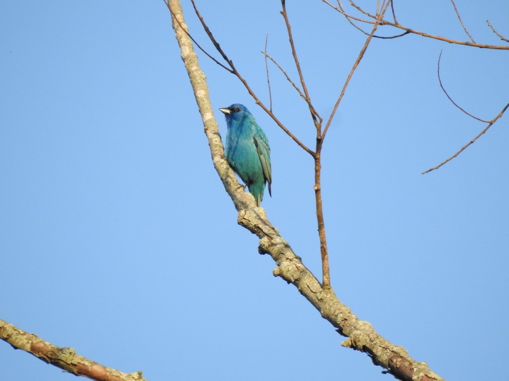 Indigo Bunting - ML618261951