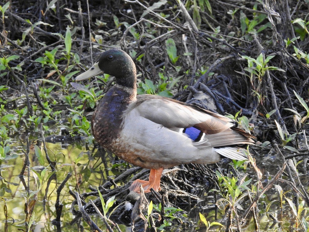 Mallard - ML618261960