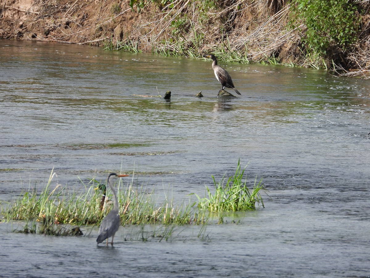 Great Cormorant - ML618261968