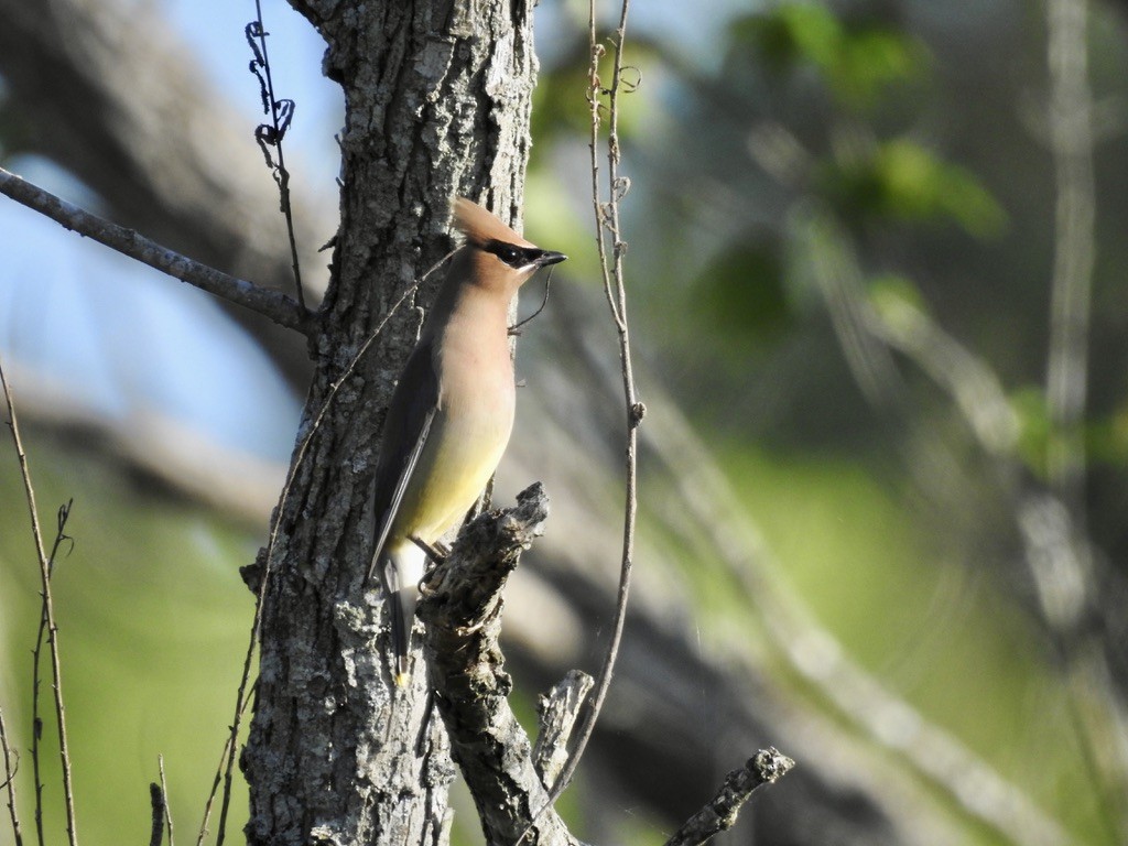 Cedar Waxwing - ML618261973