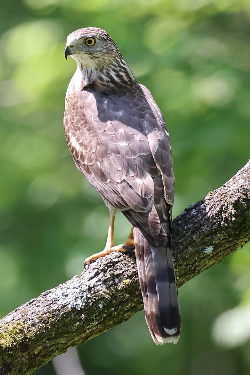 Cooper's Hawk - Kathy Richardson