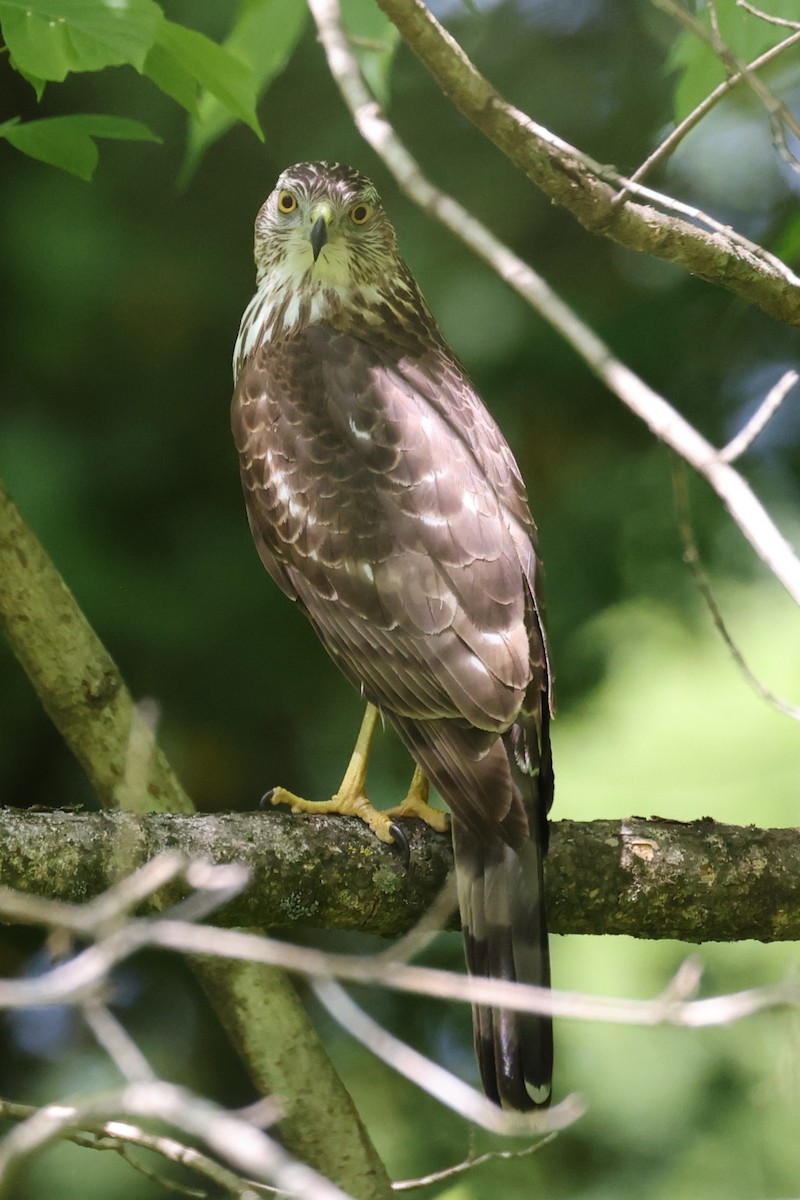 Cooper's Hawk - Kathy Richardson