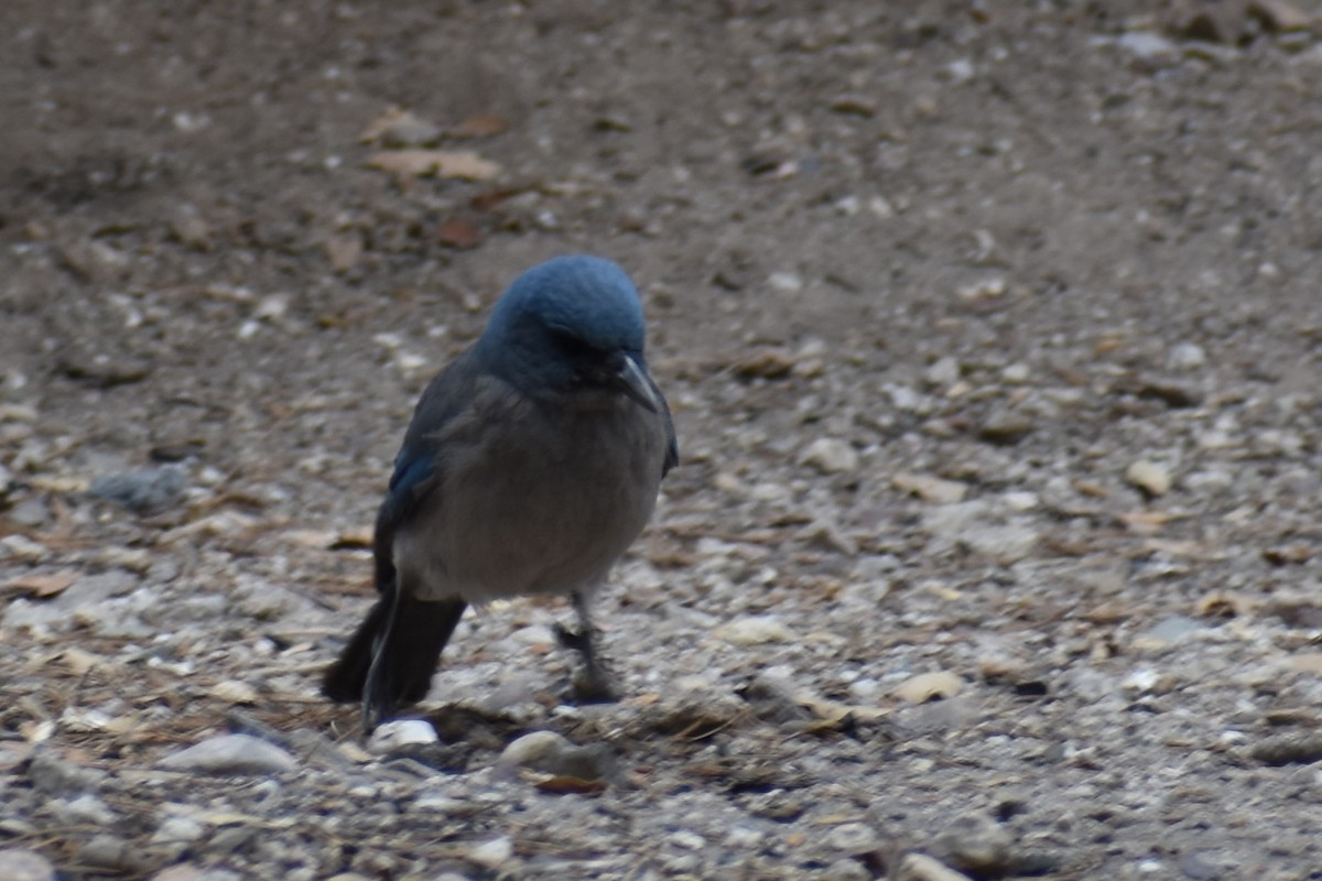 Mexican Jay - ML618261989