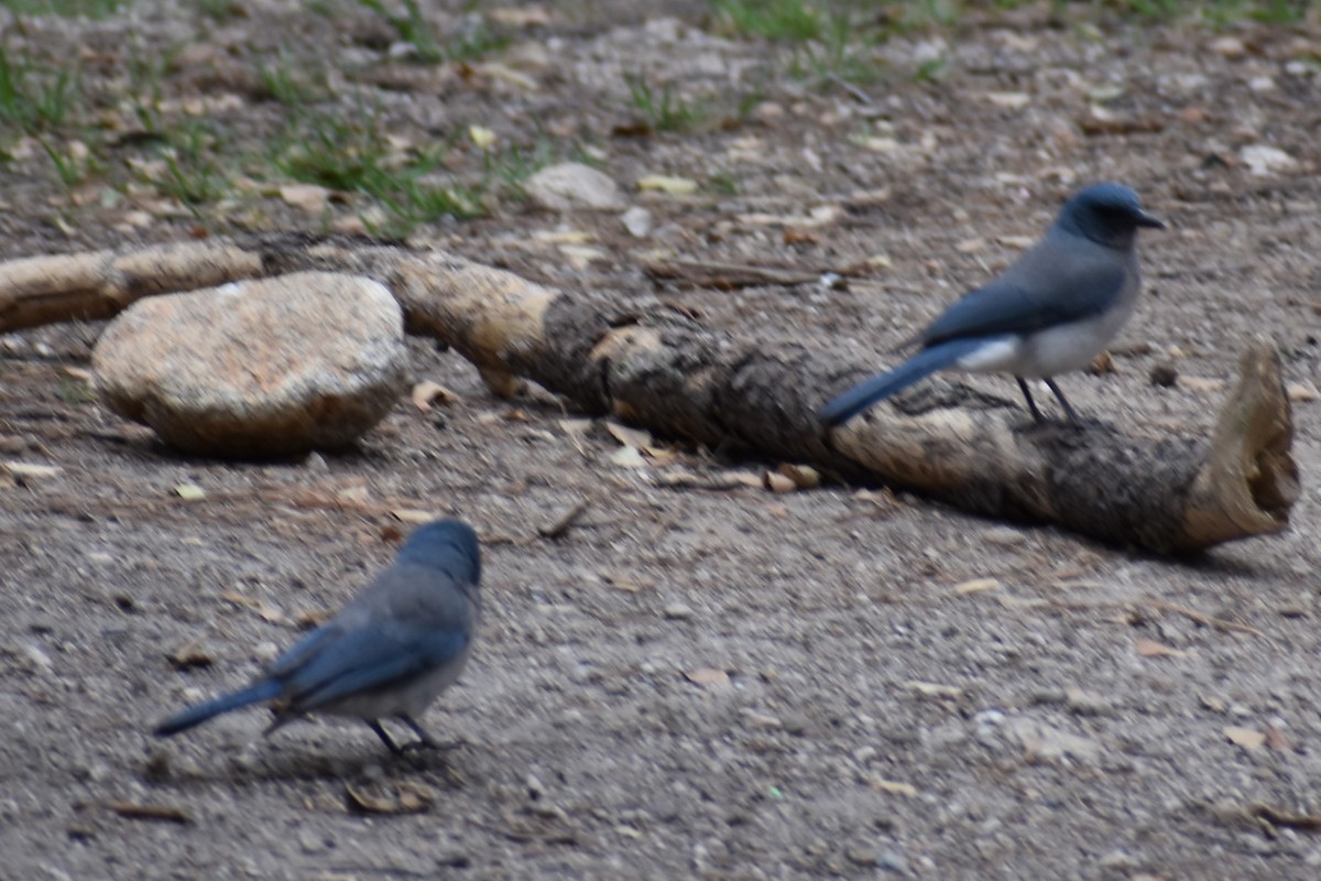 Mexican Jay - ML618261991