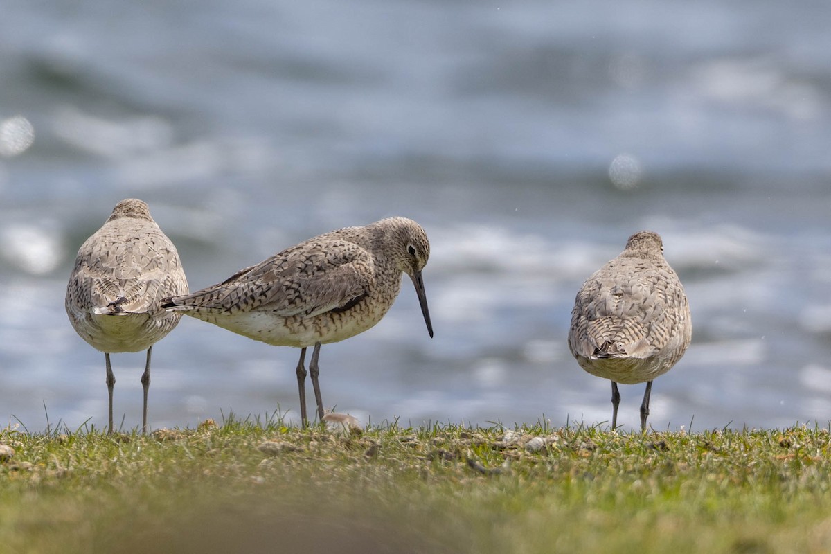 Piro piro semipalmato - ML618261993