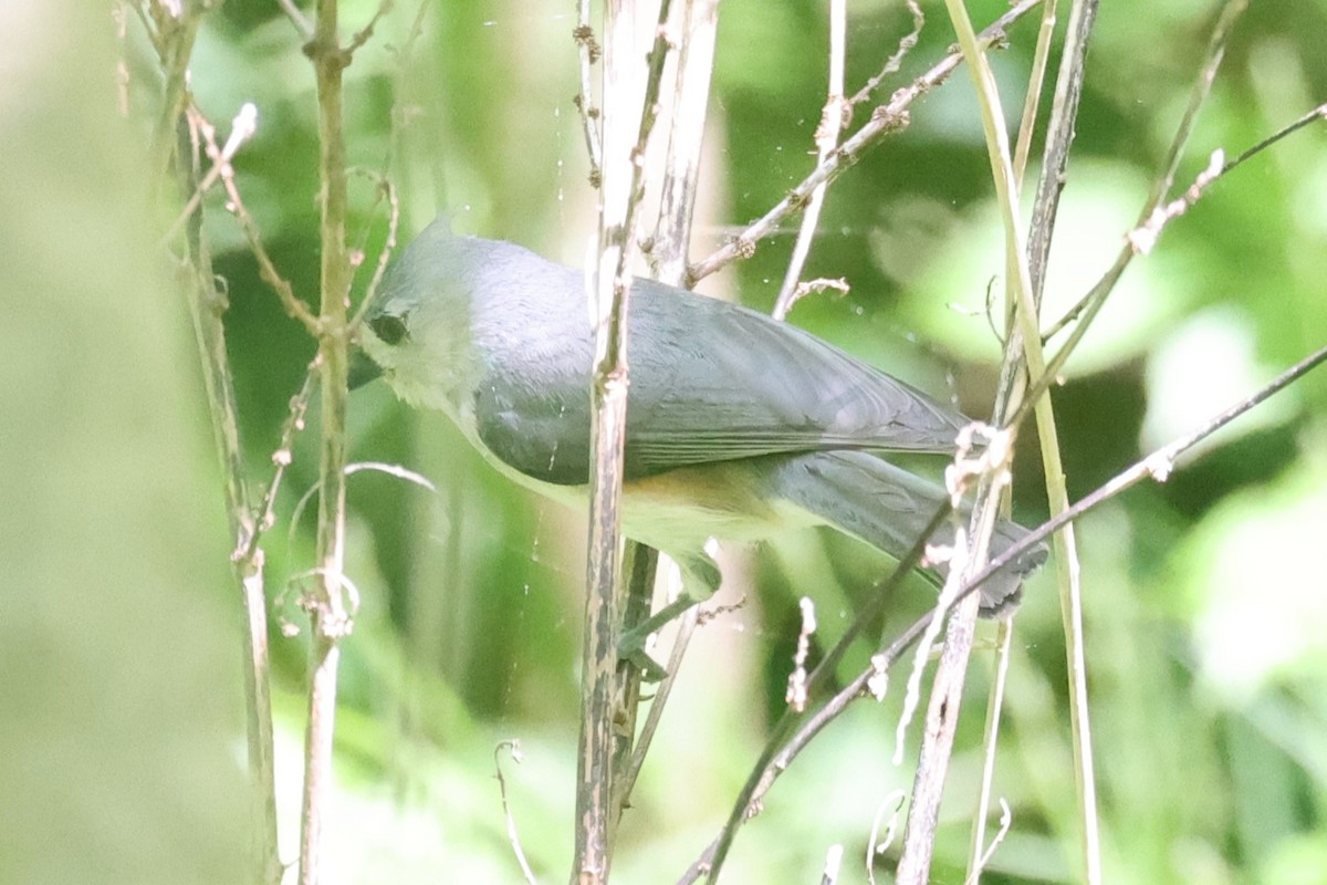 Tufted Titmouse - Kathy Richardson