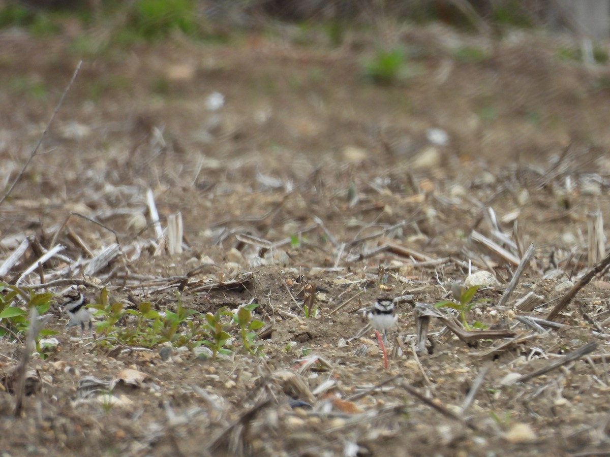 Killdeer - Randy Yuen