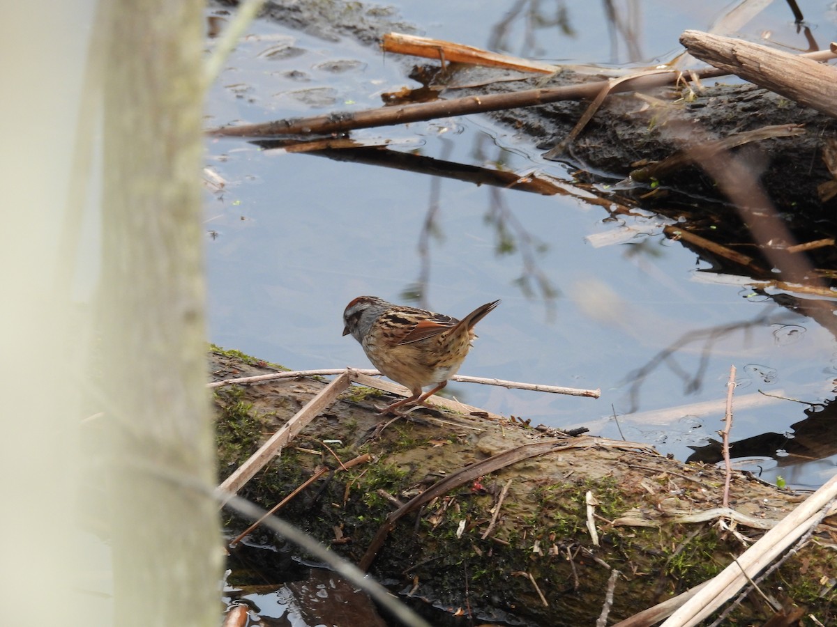 Swamp Sparrow - Randy Yuen