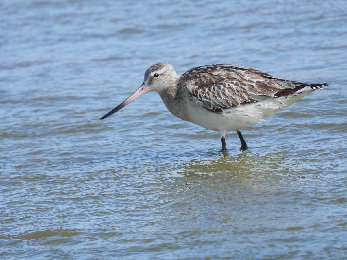 Bar-tailed Godwit - ML618262041