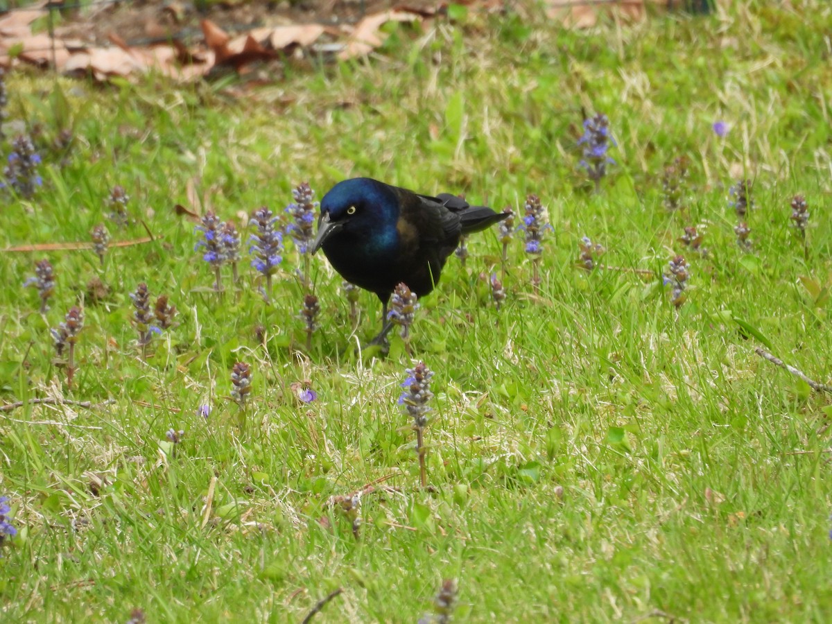 Common Grackle - Randy Yuen