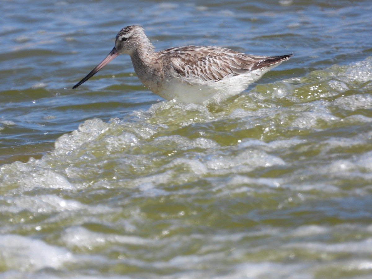 Bar-tailed Godwit - ML618262056