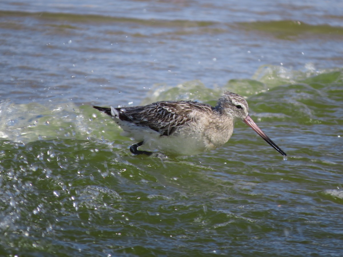 Bar-tailed Godwit - Oriol Miquel