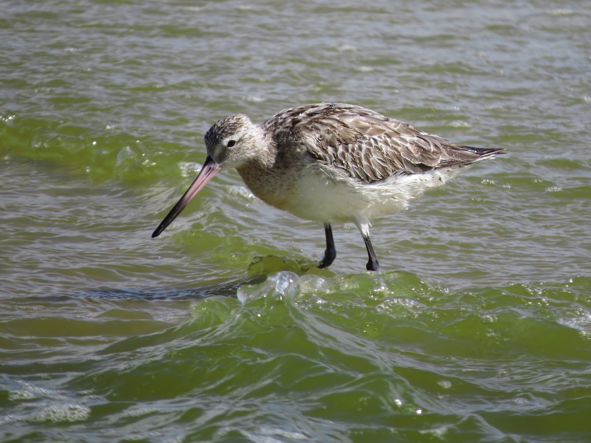 Bar-tailed Godwit - ML618262102