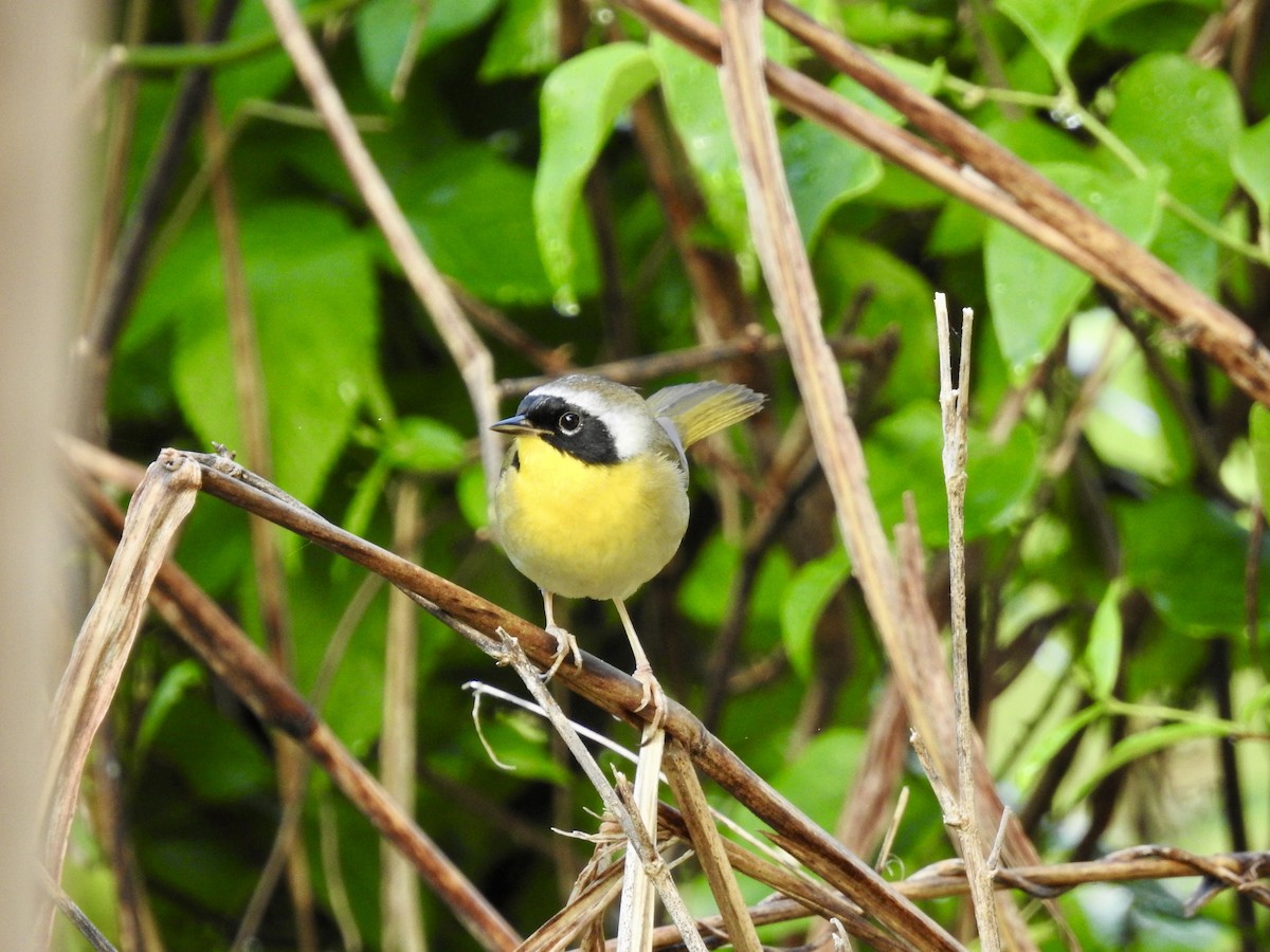 Common Yellowthroat - Seema Sheth