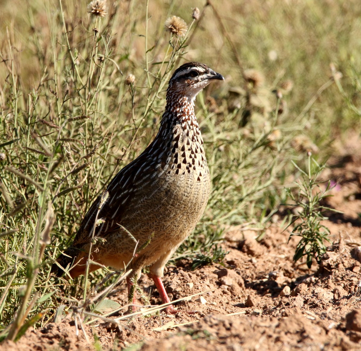 Crested Francolin - ML618262105