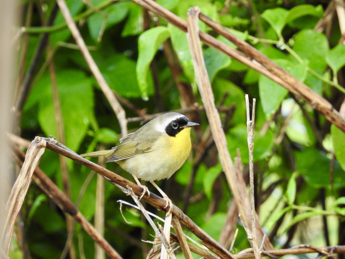 Common Yellowthroat - Seema Sheth