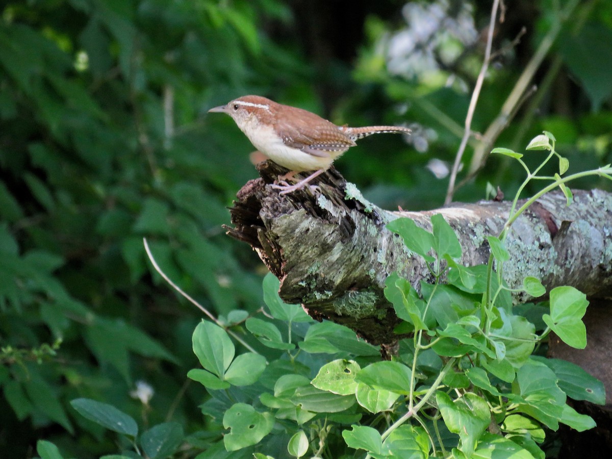 Carolina Wren - michele ramsey