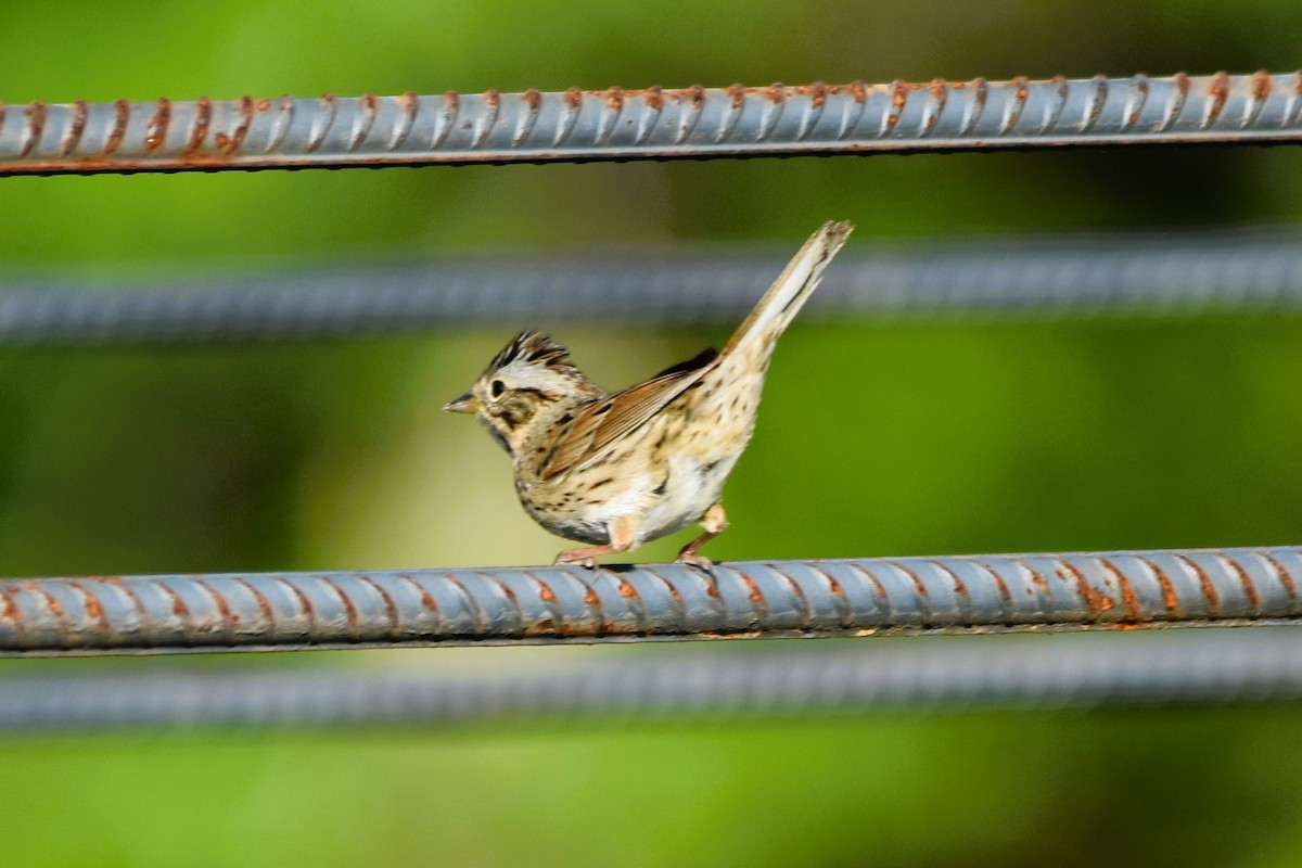 Lincoln's Sparrow - Mark Greene