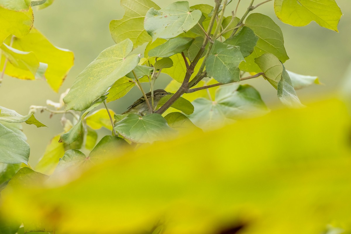 Yellow-browed Warbler - ML618262130