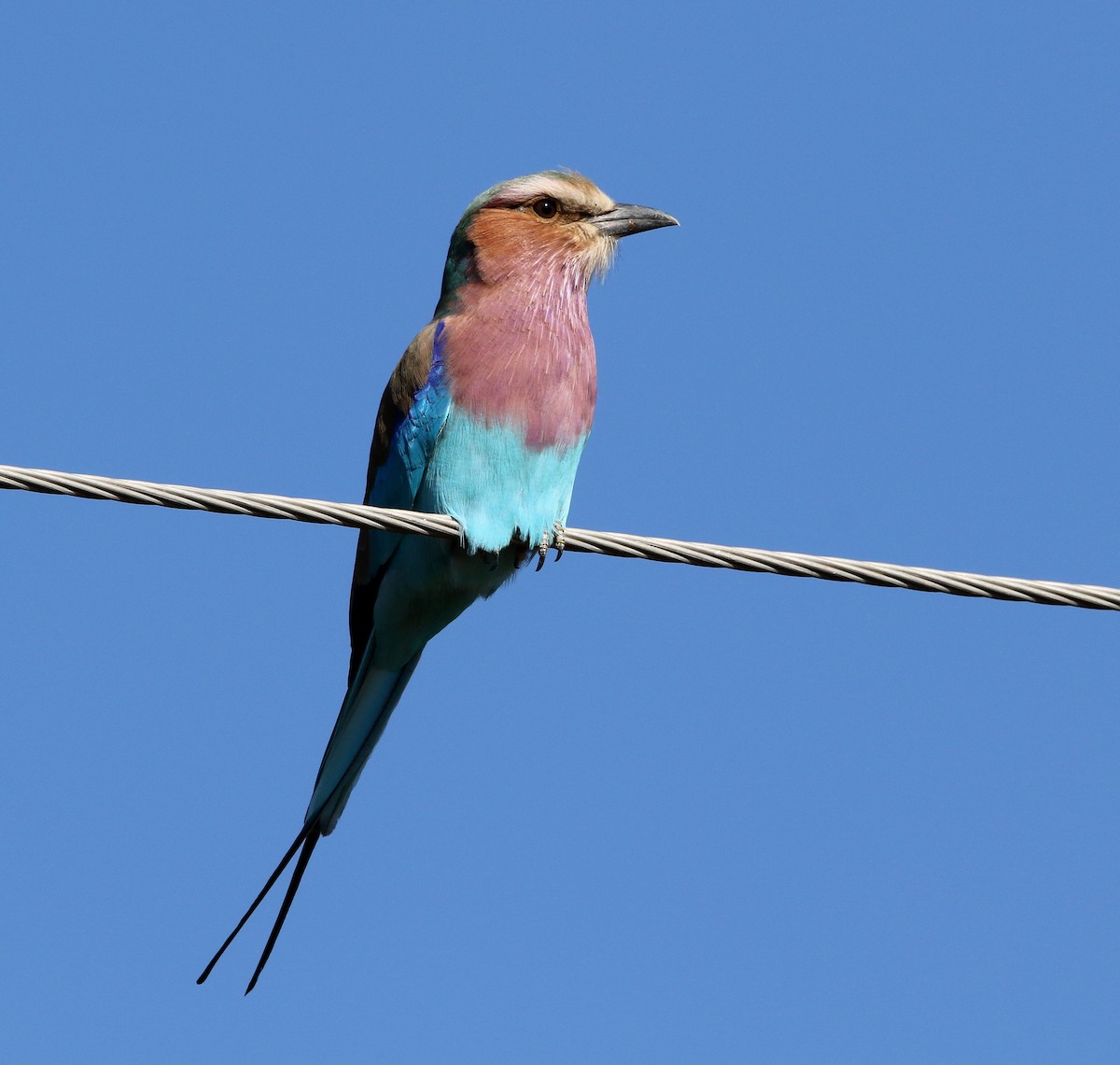 Lilac-breasted Roller - Paul Lenrumé