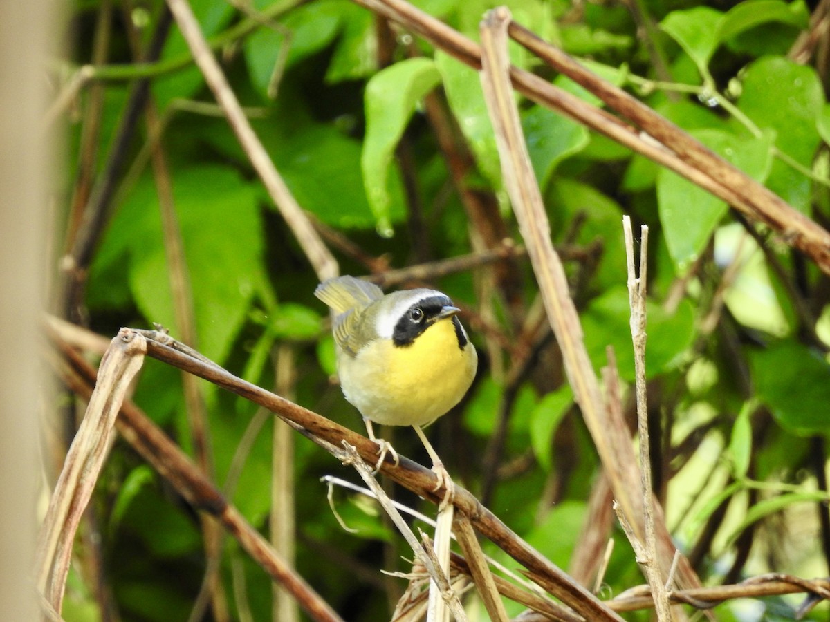 Common Yellowthroat - ML618262147