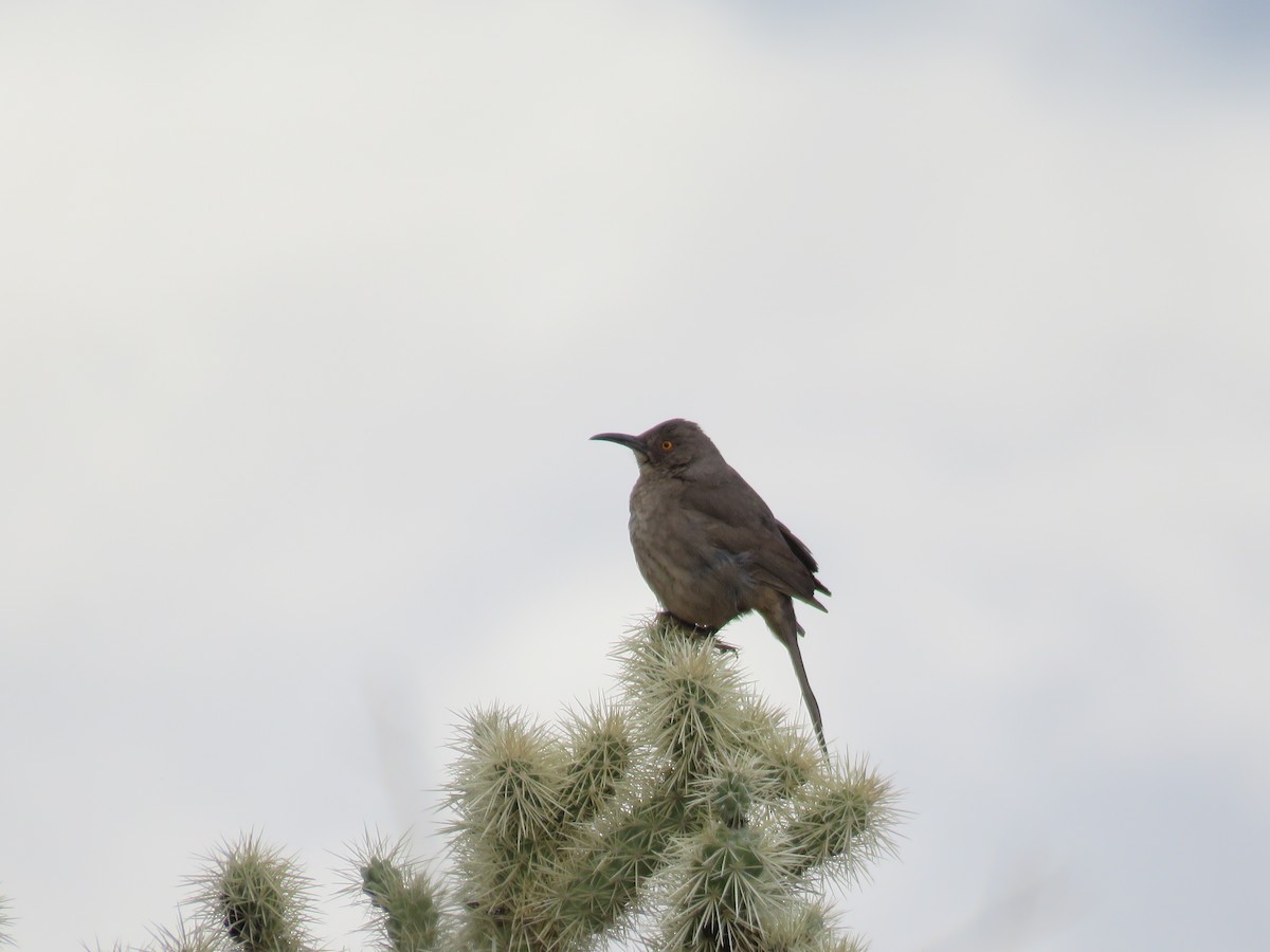 Curve-billed Thrasher - ML618262157