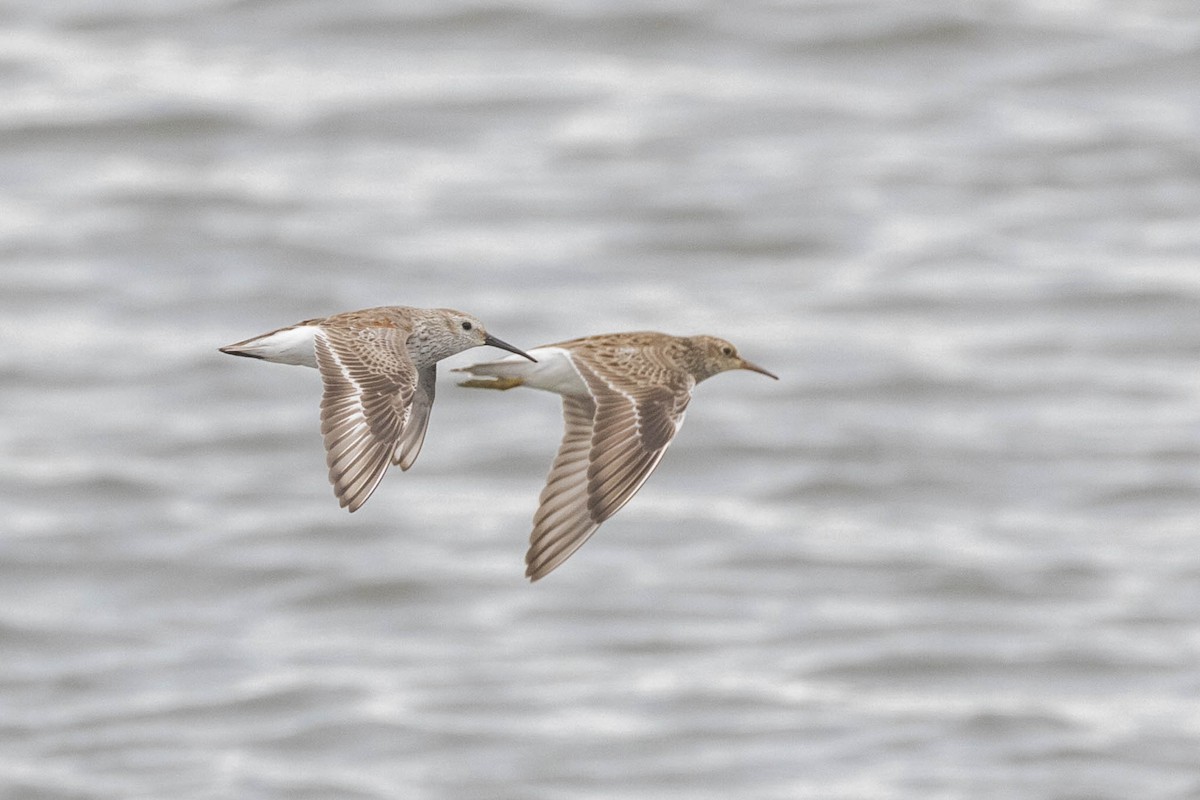 Dunlin - County Lister Brendan