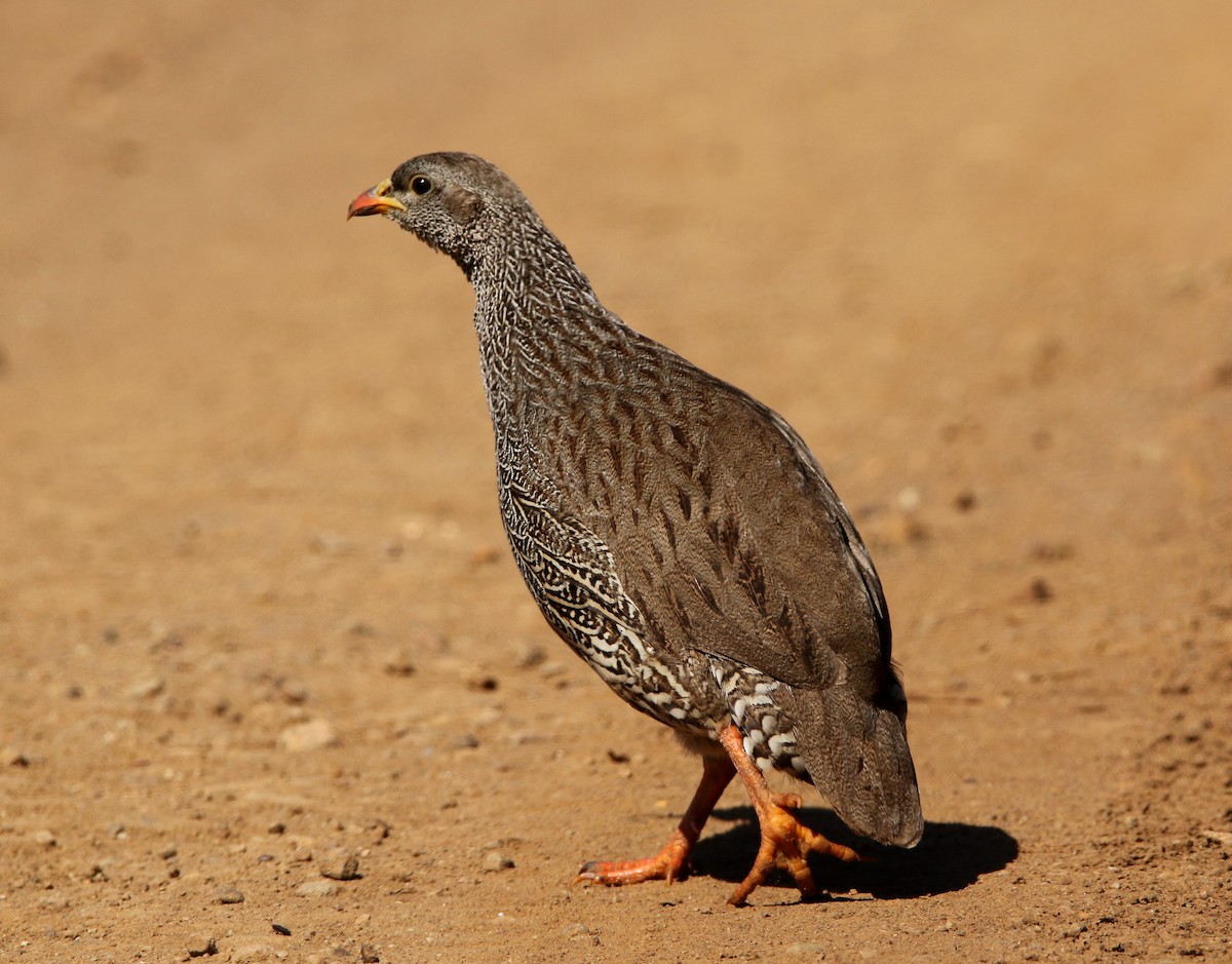 Natal Spurfowl - Paul Lenrumé