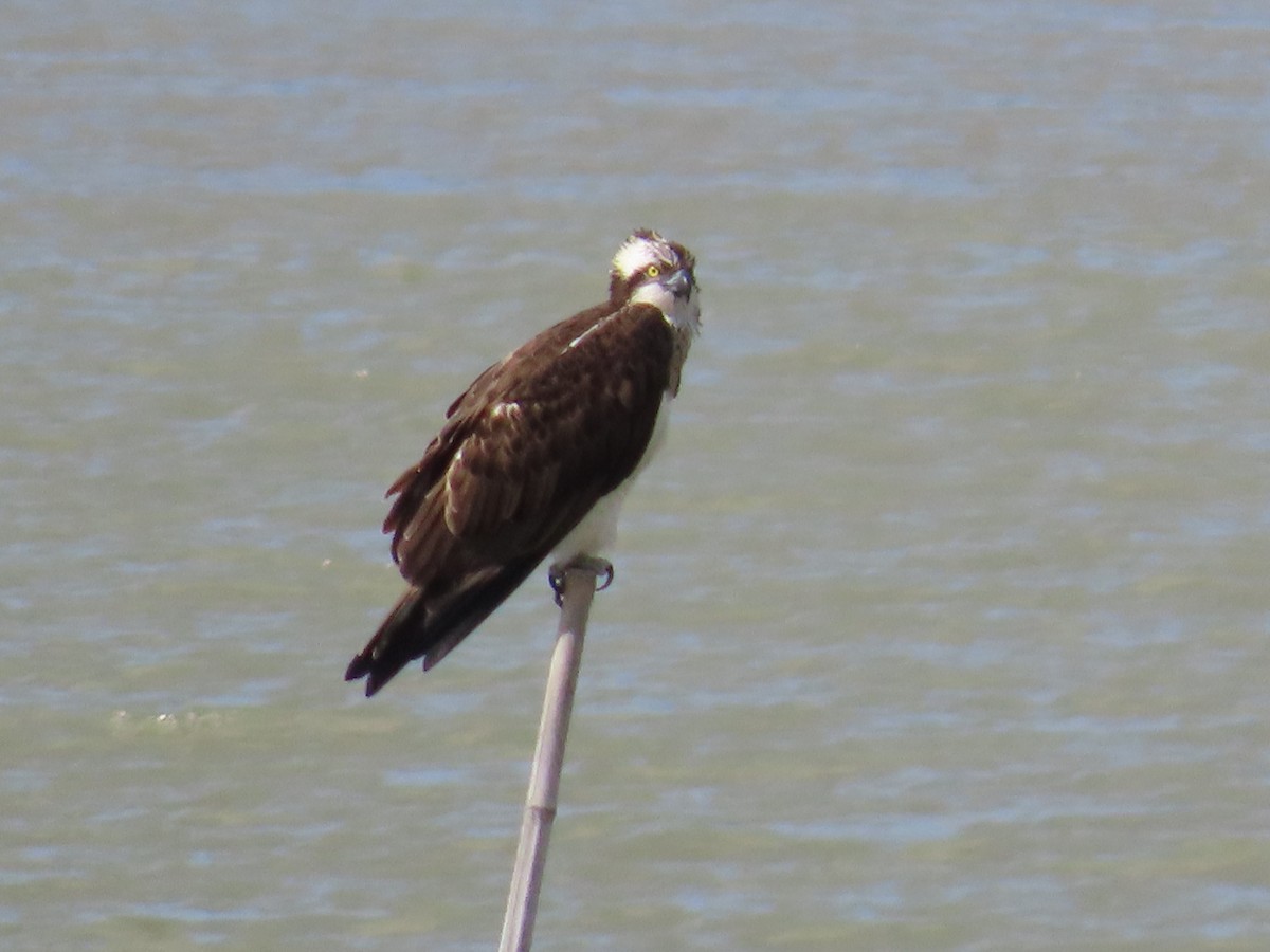 Osprey (haliaetus) - ML618262205