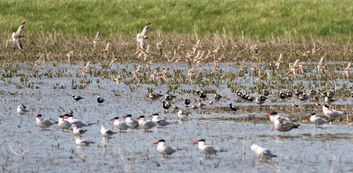 tanımsız Charadriiformes sp. - ML61826221